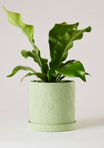 Callista Plant Pot | Lime | Angus and Celeste