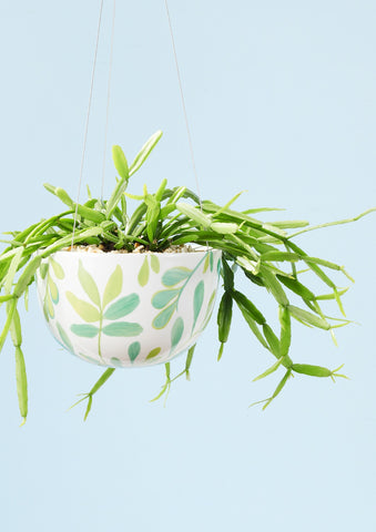 Decorative Hanging Planter | Green Zamia | Angus & Celeste