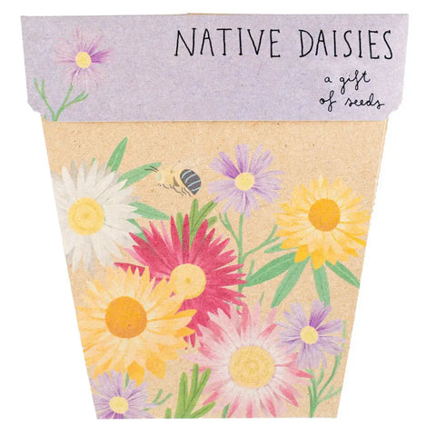 Native Daisies Gift of Seeds  | Sow n Sow