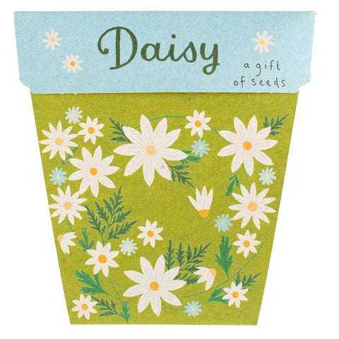 Daisy Gift of Seeds  | Sow n Sow