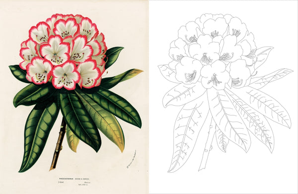 John Derian Colouring Book Flowers By John Derian | Hardie Grant