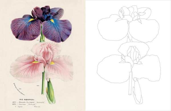 John Derian Colouring Book Flowers By John Derian | Hardie Grant