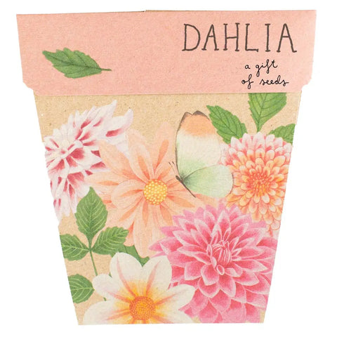 Dahlia Gift of Seeds  | Sow n Sow