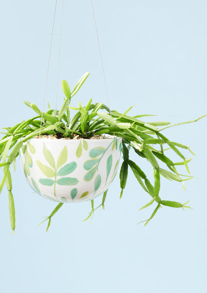 Decorative Hanging Planter | Green Zamia | Angus & Celeste