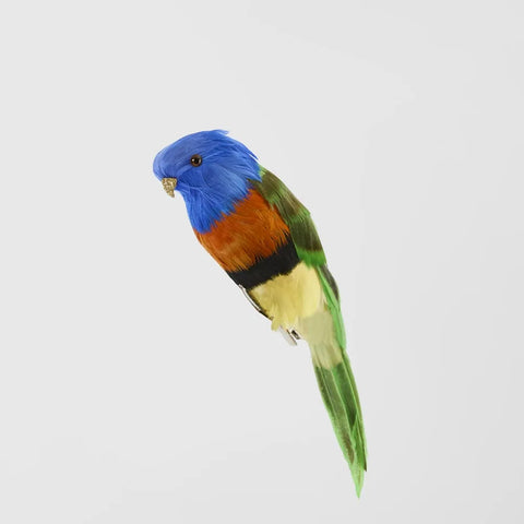 Little Lorikeet | Florabelle