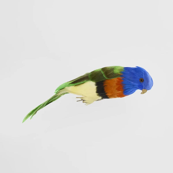 Little Lorikeet | Florabelle