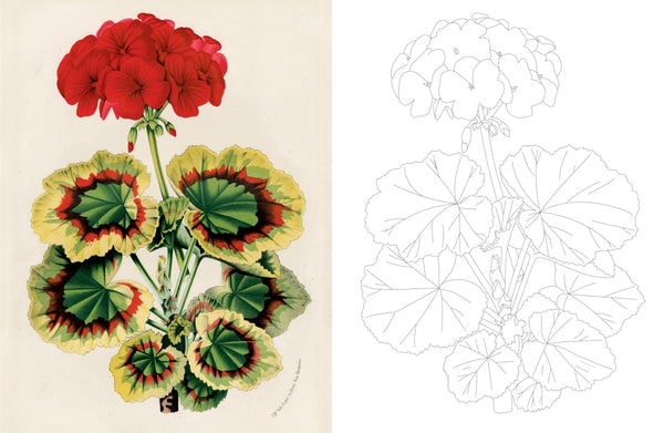 John Derian Colouring Book Flowers By John Derian | Hardie Grant