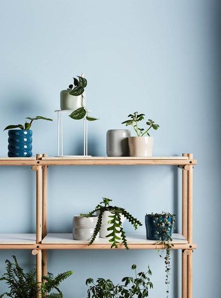 Birch Pot Tall | Evergreen Collective | Assorted Colours