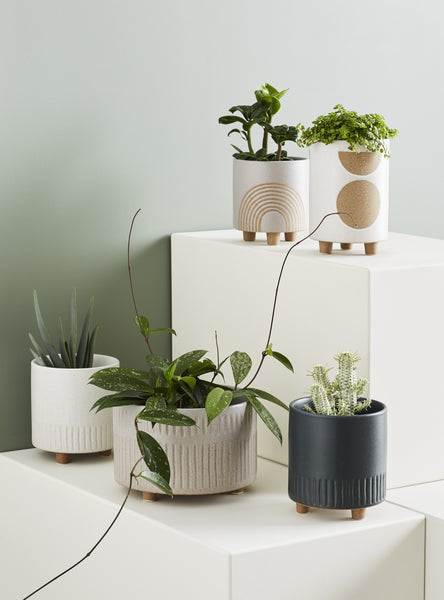 Birch Pot Wide | Evergreen Collective | Assorted Colours