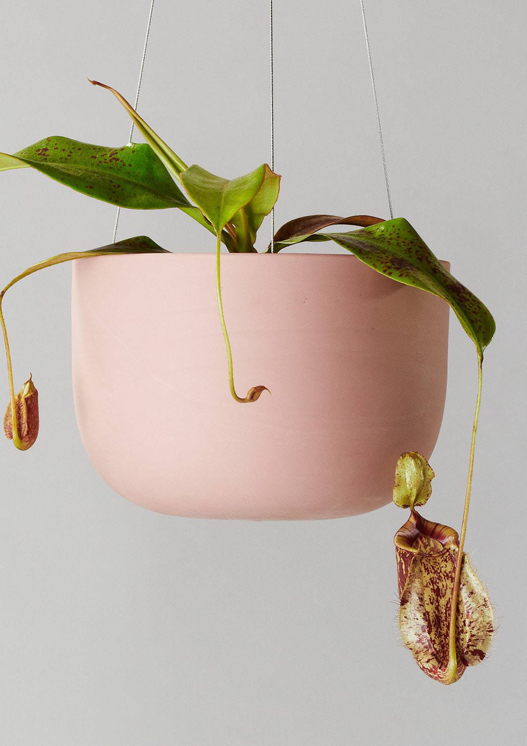 Raw Earth Hanging Planter Mid - Ochre | Angus and Celeste