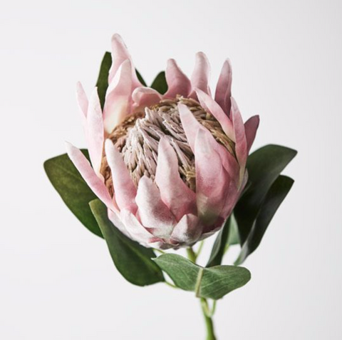 Protea King | Light Pink 73cm | Floral Interiors