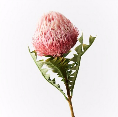 Banksia Acorn | Pink 69cm | Floral Interiors
