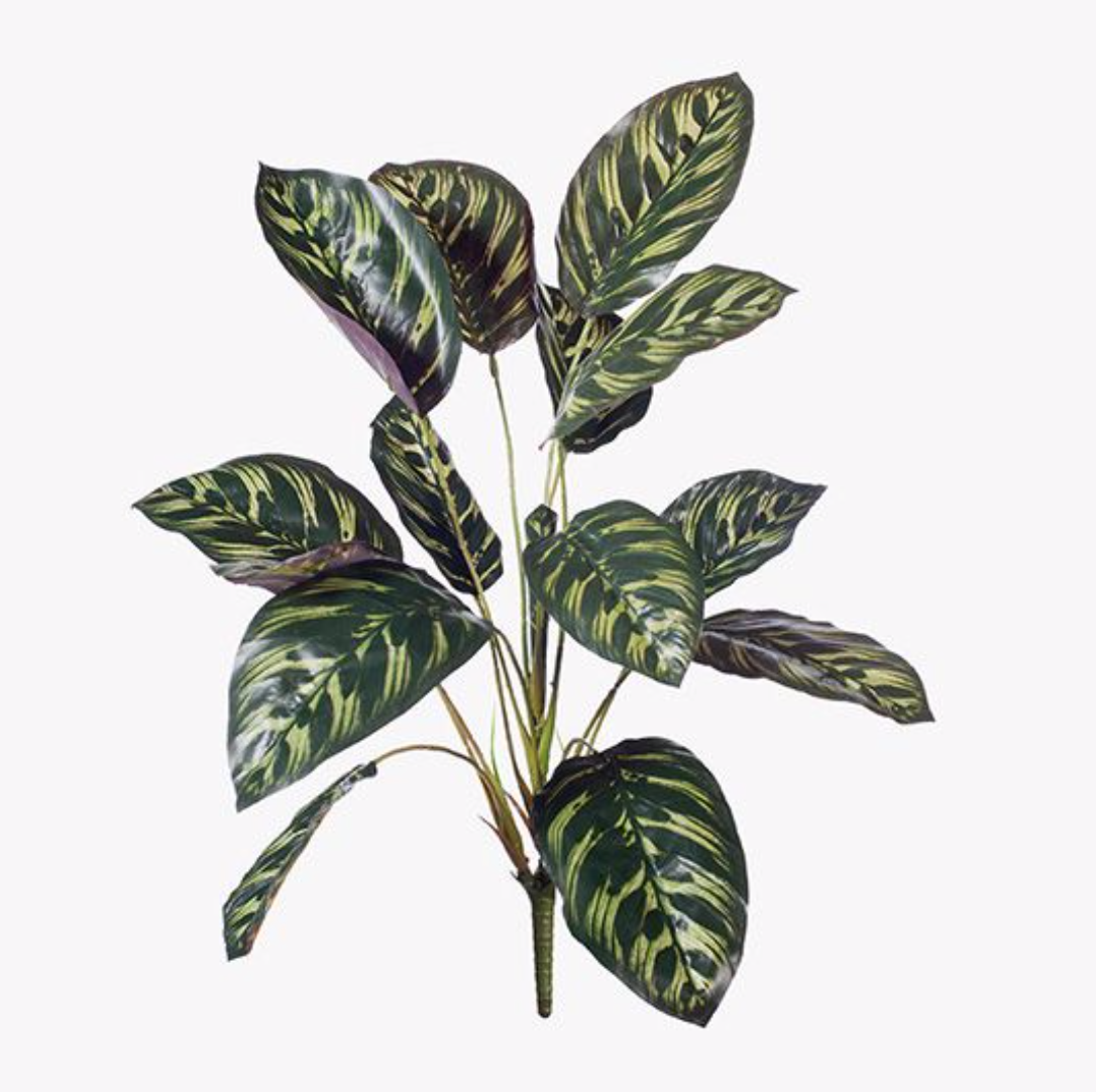 Calathea Bush | Dark Green 43cm | Floral Interiors