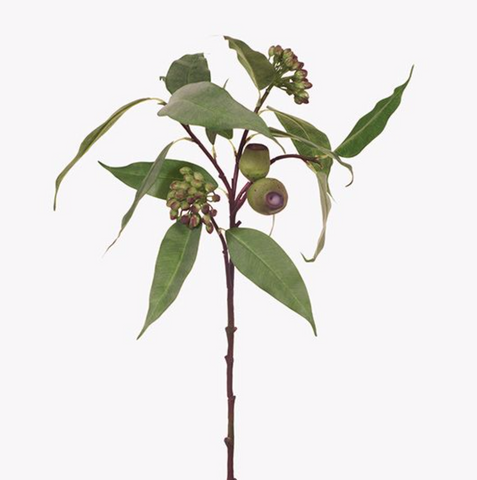 Eucalyptus Pod and Seed | Green 63cm | Floral Interiors