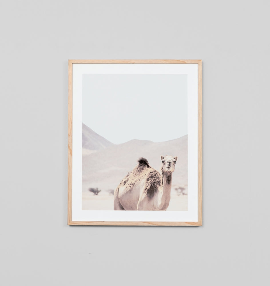Camel Trek  | Warranbrooke