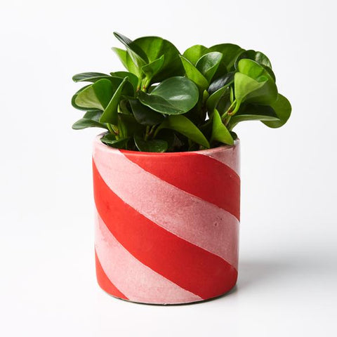 Rugby Planter | Jones and Co. | Pink